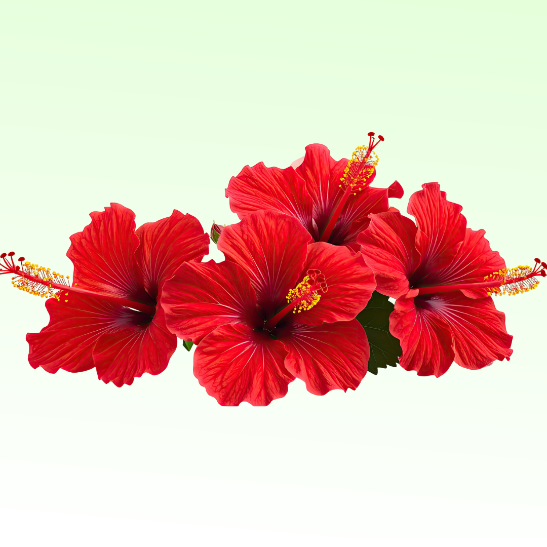 Hibiscus for Hair: Why This Beautiful Flower Has Been Loved for Generations